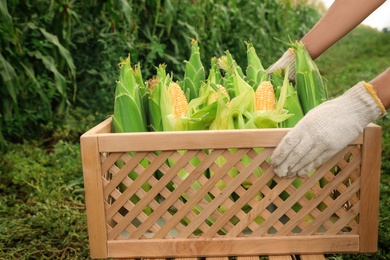 Woman holding wooden crate with fresh ripe corn on field, closeup