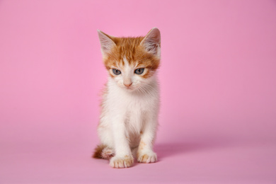Cute little kitten on pink background. Baby animal