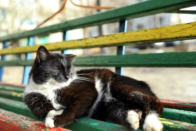 Homeless cat  lying on bench outdoors. Abandoned animal