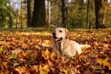 Photo of Cute Labrador Retriever dog on fallen leaves in sunny autumn park. Space for text