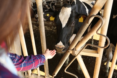 Photo of Woman and pretty cow on farm, closeup. Animal husbandry