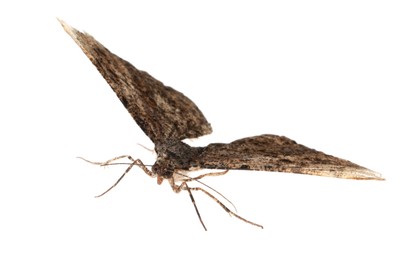 Photo of Single Alcis repandata moth flying on white background