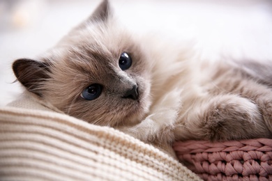 Photo of Portrait of cute cat, closeup. Warm and cozy winter