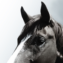 Image of Beautiful pet horse on grey background, closeup