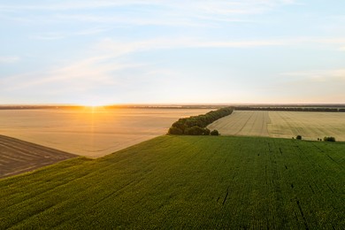 Aerial view of agricultural field at sunrise
