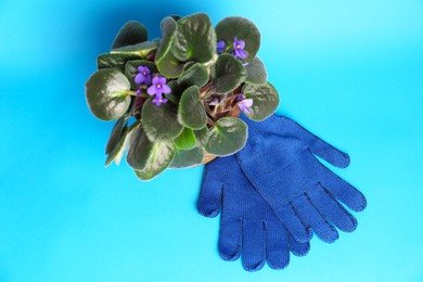 Photo of Gardening gloves and pot with beautiful houseplant on light blue background, flat lay