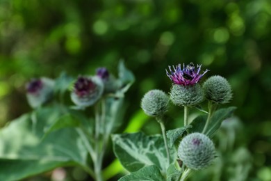 Beautiful view of burdock flowers with insects outdoors, closeup