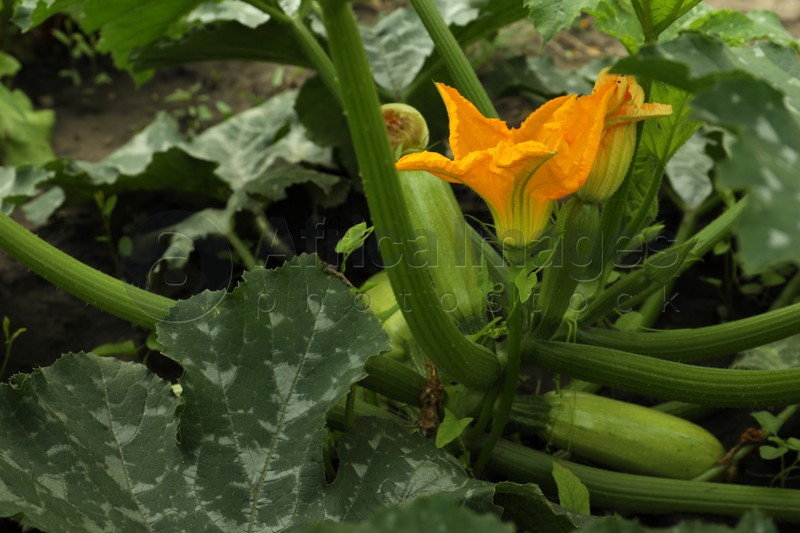 Blooming green plant with unripe zucchini growing in garden