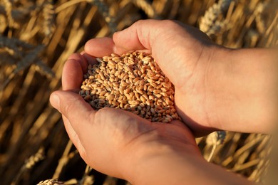 Man holding handful of wheat grains in field on sunny day, closeup