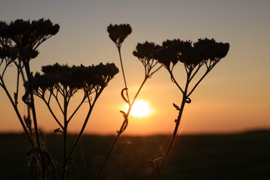 Silhouette of beautiful plant in field at sunset, closeup