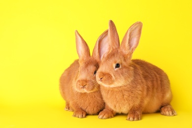 Cute bunnies on yellow background, space for text. Easter symbol