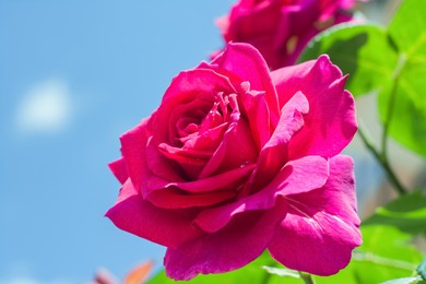 Photo of Bush with beautiful blooming roses against blue sky, closeup. Space for text