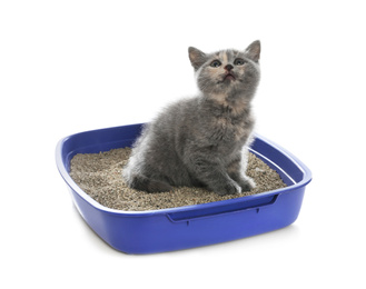 Cute British Shorthair kitten in litter box on white background