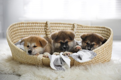 Photo of Adorable Akita Inu puppies in dog bed indoors