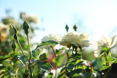 Green bush with beautiful roses in blooming garden on sunny day