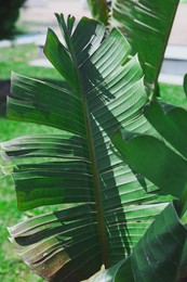 Closeup view of banana plant with beautiful green leaves outdoors on sunny day. Tropical vegetation