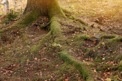 Photo of Tree roots covered with moss visible through soil in autumn forest
