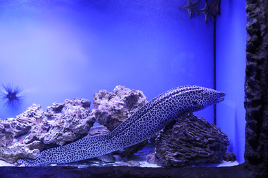 Moray eel in large aquarium with clear water