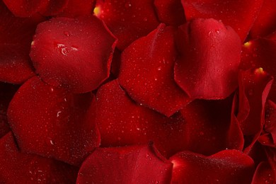 Pile of fresh red rose petals with water drops as background, top view