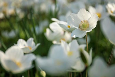 Beautiful blossoming Japanese anemone flowers outdoors on spring day