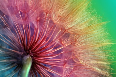 Beautiful fluffy dandelion flower toned in rainbow colors, closeup