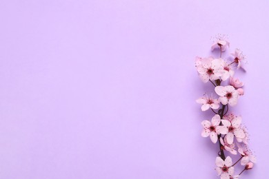 Blossoming spring tree branch on lilac background, flat lay. Space for text
