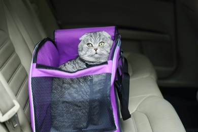 Photo of Cute Scottish fold cat inside pet carrier in car