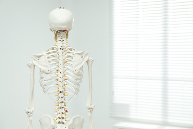 Artificial human skeleton model near window indoors, back view. Space for text