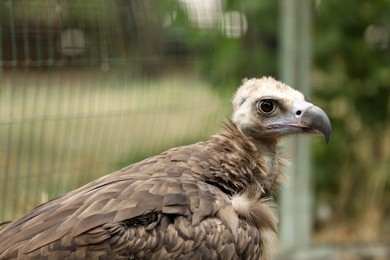 Photo of Beautiful Eurasian griffon vulture in zoo enclosure, space for text