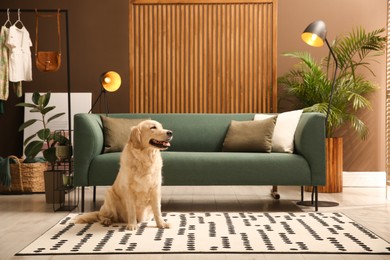 Modern living room interior. Cute Golden Labrador Retriever on floor near couch