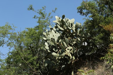 Green prickly pear cactus growing on slope outdoors