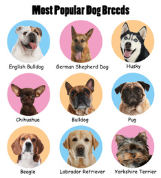 Set of different adorable dogs on color background. Most popular breeds