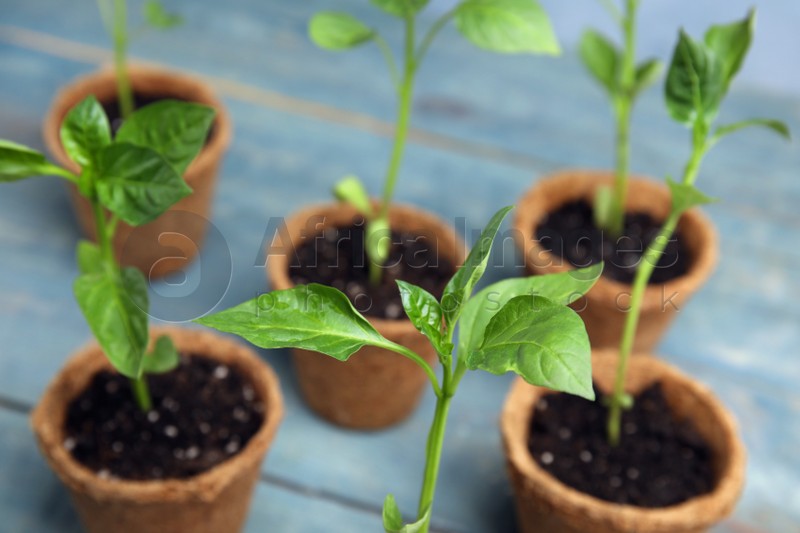 Photo of Vegetable seedlings in peat pots on blue wooden table