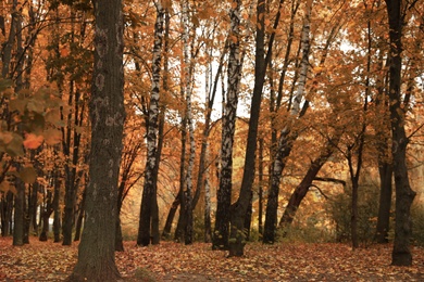 Photo of Beautiful view of forest on autumn day