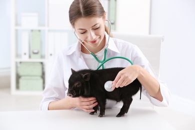 Female veterinarian examining cute mini pig in hospital