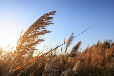 Photo of Dry reed growing outdoors on sunny day