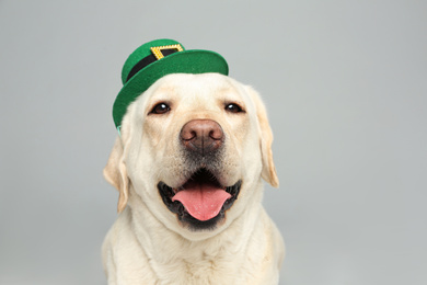 Labrador retriever with leprechaun hat on light grey background. St. Patrick's day