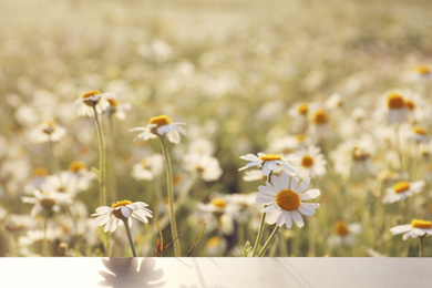 Closeup view of table in chamomile field on sunny day