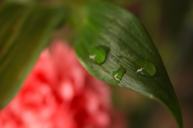 Photo of Beautiful leaf with water drops on blurred background, closeup