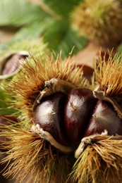 Fresh sweet edible chestnuts in husk, closeup