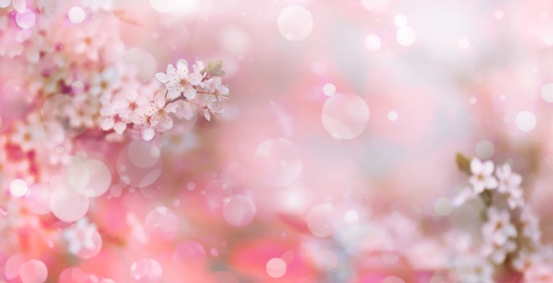 Image of Closeup view of blossoming tree outdoors on spring day, banner design