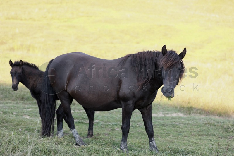 Photo of Horse with foal in field on sunny day. Lovely pets