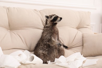 Cute mischievous raccoon playing with toilet paper on sofa