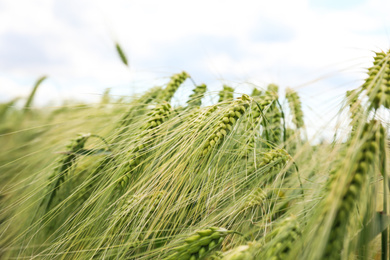 Closeup view of agricultural field with ripening cereal crop