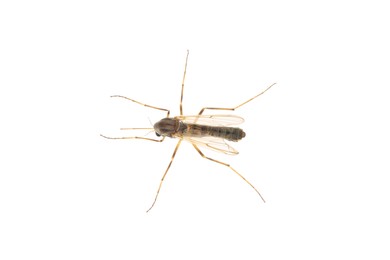 Closeup view of mosquito on white background