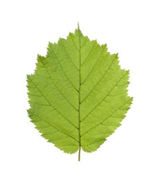 Fresh green hazel leaf isolated on white