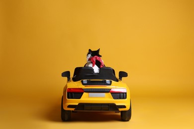 Adorable cat in toy car on yellow background, back view