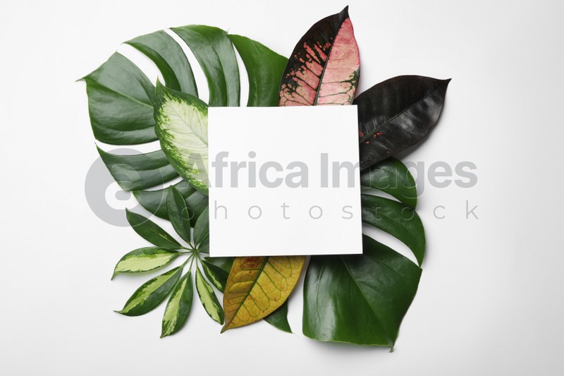 Beautiful composition with tropical leaves and blank card on white background, top view