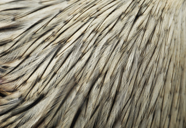 Photo of White rooster's feathers as background, closeup view