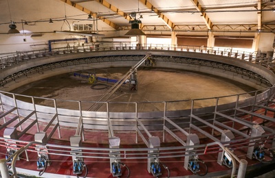 Automated rotary milking parlor. Modern dairy farm